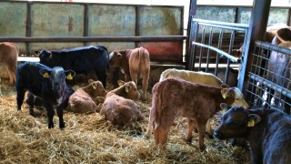 Defra: Calf housing and welfare grant now open for applications