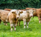 'Continued speculation' as to how Labour policies will affect rural sector - Saffrey
