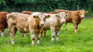 How badly does a bovine TB breakdown affect a farmer’s mental health?