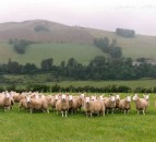 Scottish farmers reminded to complete annual sheep and goat inventory