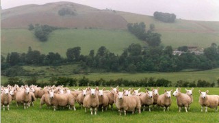 Scottish farmers reminded to complete annual sheep and goat inventory