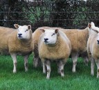 Texel Sheep Society funds to support 'Yellow Wellies'