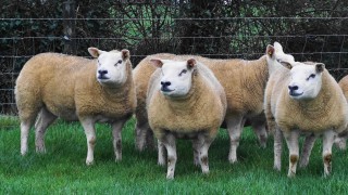 Texel Sheep Society gears up for ‘Textravaganza’ sale