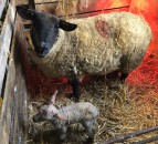 Early-lambing flocks: Some essentials you will need at lambing time