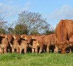 What’s involved with embryo transfer in cattle?