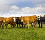 Sourcing replacement females this spring for a suckler herd