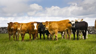BGS and AHDB join forces to offer grazing mentoring