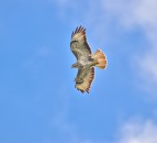 NFU Cymru welcomes High Court ruling on general licences for bird control