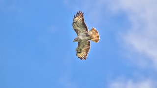 NFU Cymru welcomes High Court ruling on general licences for bird control