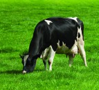 British dairy production set to rise in 2025 - AHDB