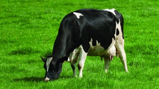 British dairy production set to rise in 2025 – AHDB