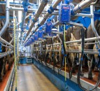 Latest GDT auction marks 4 index increases on the trot