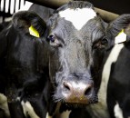 Dispersal sale of dairy herd receives top price of €2,930