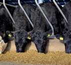‘Farmers should consider all options as beef and lamb prices rise’