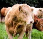 Farm antibiotic usage is falling in Northern Ireland