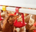 RSPCA to promote hen welfare via Pancake Day campaign