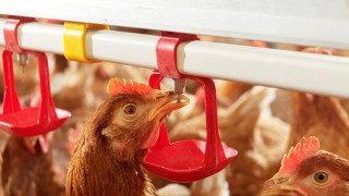 RSPCA to promote hen welfare via Pancake Day campaign