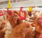 Bird cull zone introduced in NI following detection of Avian Influenza in commercial flock