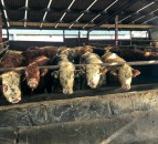 Prime cattle receive a price rise in Northern Ireland for the first week of 2021