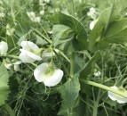 Growers call for NI protein crop pilot to be extended to second year