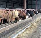 Having all the essentials ready for the calving season