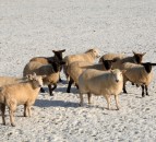AFBI warns farmers of the risks posed by certain ornamental plants to sheep