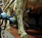 Udder scoring for OAD milking herds