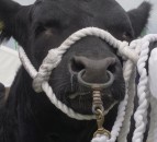 New animal movement rules threaten end of showing in Britain for NI breeders