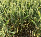 New Zealand commits to 7-year IPM programme for tillage sector