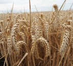 Brexit is impacting on grain imports into Northern Ireland