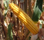 Latest results show very high yield potential for newest Pioneer maize variety