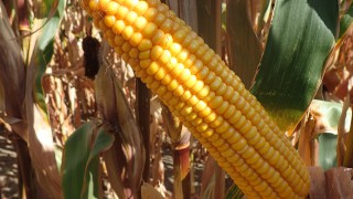 Latest results show very high yield potential for newest Pioneer maize variety