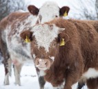 Snow, ice and sub-zero temperatures see 2 new weather warnings issued