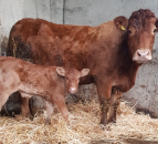 Is your farm prepared for a caesarean section?