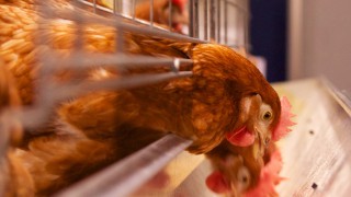 H5N1 variant of bird flu detected in Cornwall