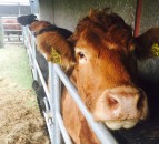 NI bovine TB plan expected to be published in March