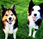 ‘Northern Ireland’s pet owners now facing onerous documentary checks’ – Poots