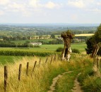 CLA warns of crop damage caused by walkers not sticking to paths
