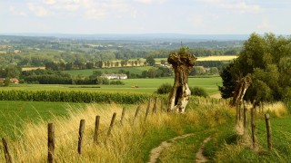 CLA warns of crop damage caused by walkers not sticking to paths