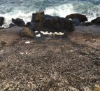 Reward for information about culprits who dumped milk on Antrim coast