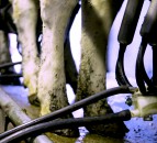 Poots calls for Republic’s support on cross-border milk processing