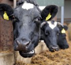 Ballyjamesduff Mart holding an on-farm dairy dispersal sale
