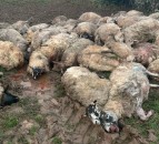 Graphic: 50 sheep killed in dog attack on a Welsh farm