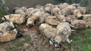 Graphic: 50 sheep killed in dog attack on a Welsh farm
