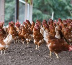 UFU urges vigilance after northern bird flu outbreak