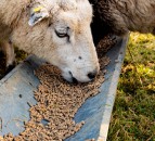 ‘Resilience payment’ to be central to new NI farm support proposals