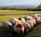 Ewe nutrition in late pregnancy