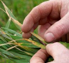 Rust monitoring: 'We need farmers to play their part' - AHDB