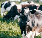 Soya feed alternative scoops Royal Dairy Innovation Award