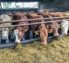 Making a start on scanning autumn-calvers